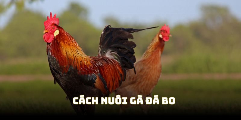 Cách Nuôi Gà Đá Bo | Kỹ Thuật Chăm Gà Chọi Cho Sư Kê