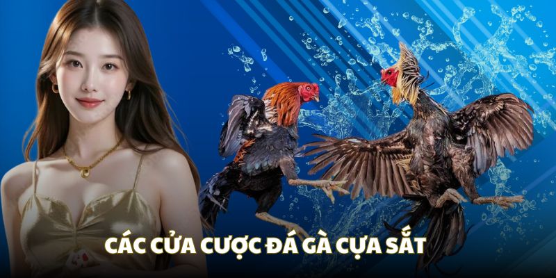 Các cửa cược bạn được chọn trong đá gà cựa sắt
