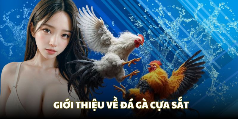 Bản tổng quan về trò đá gà cựa sắt