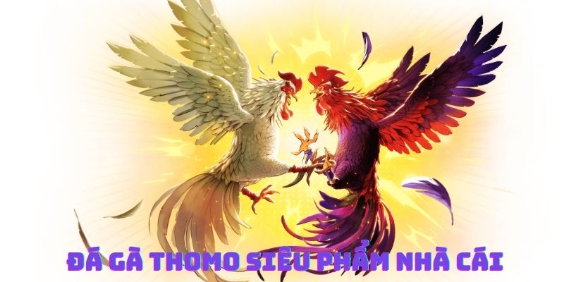 Đá Gà Thomo Thăng Hoa Cảm Xúc Cùng Màn So Tài Nảy Lửa