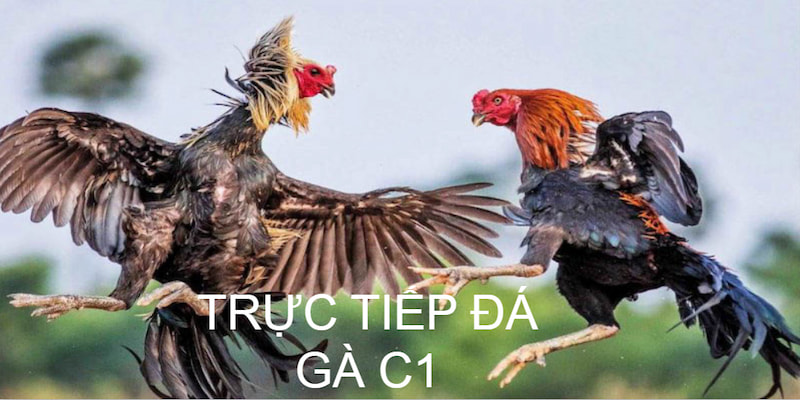 Trực Tiếp Đá Gà C1 - Điểm Hẹn Lý Tưởng Cho Dân Đam Mê